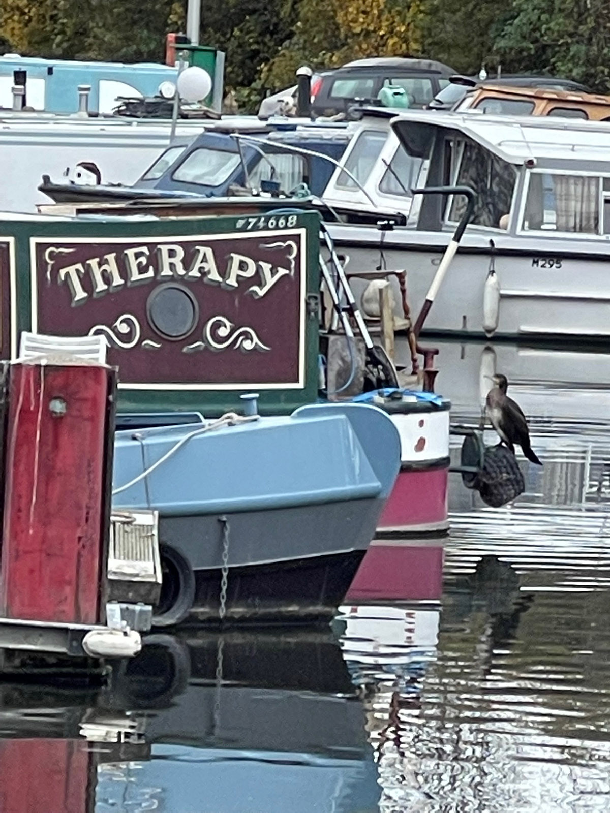 ‘Cormorant wishes for therapy’